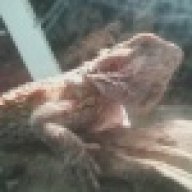 BigBadGeckoMan