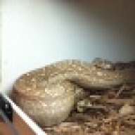 thereptarium