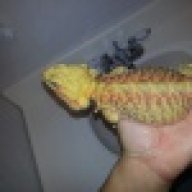 GeckoGalore