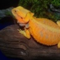sbeardie