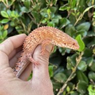 The Knobtail