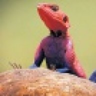 SpidermanBeardeds