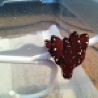 emcd173