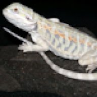BeardedDragonStore