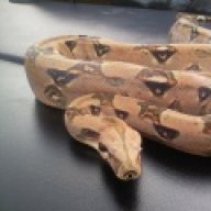 KEVIN'S KRAWLERS
