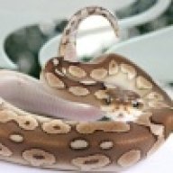 Serene Serpents
