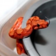 reptileman2929