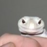 SilverStateExotics