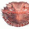 beardiedragon