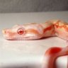 creepycrawly