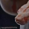 reptilesrevolution