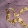 SnakeStrikesAndLoveBites
