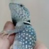 Bluebone