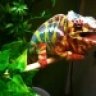 RockemSockemReptiles