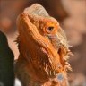 jossranchbearded dragons