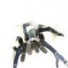 PsychedelicTarantula