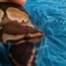 PlatinumRosePythons