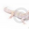 MiamiGeckos