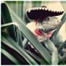 Peyote