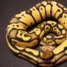 Steves Serpents