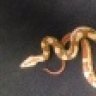 harleyherp