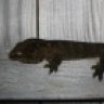 Rhaczilla