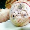 allesuberschildkroten
