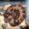 leoboa91