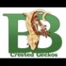 BB's Crested Gecko's