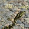 mjcballpythons