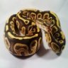SGBReptiles