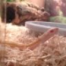 Reptilelover312