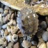 turtledan77