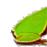 luchadora_5245