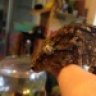 GeckoLove86