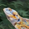 EyeCapturedArt