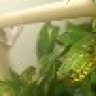 EmeraldBoid