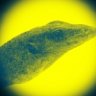 Quantum Varanics