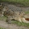 crocmaster87