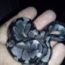 calmolly1