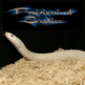 Prairiewind Exotics
