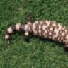 KILLERBOAS