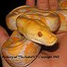TheSnakePit