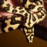 spinytail