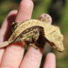PiquingCuriosity