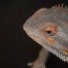 CliffsideExotics