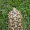 thattortoiseguy