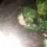 Brooklynreptiles234