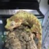 GeckoNerd