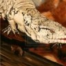 T Rex